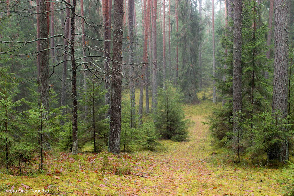 Лес Голубых озер