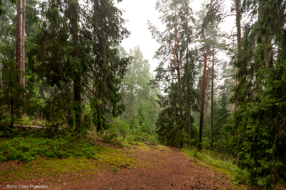 После дождя