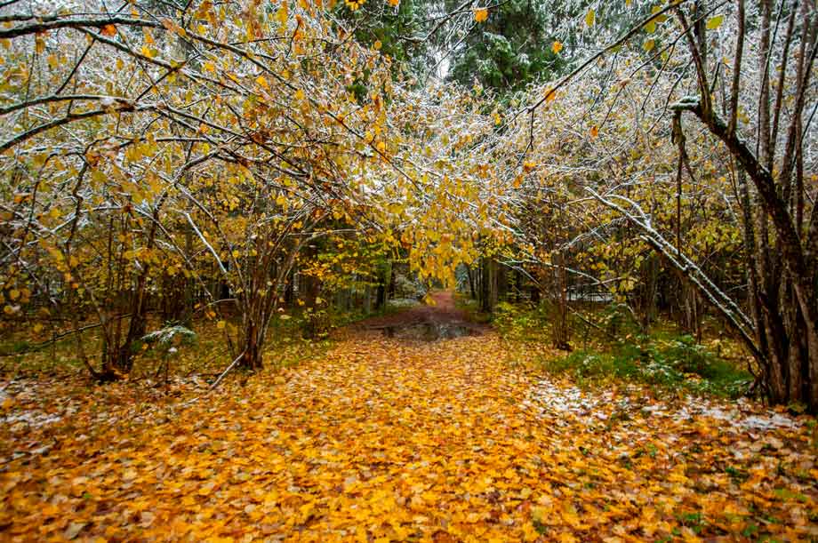 Парк у Альшэва