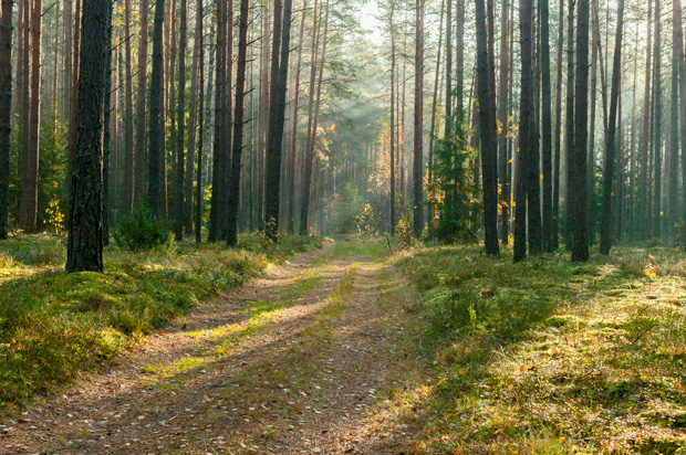 Сосновые леса